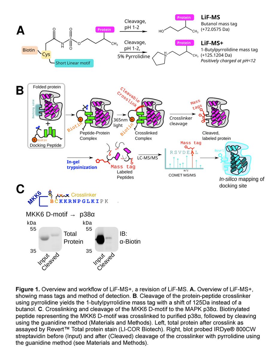 LiF-MS+, a revised technique for mapping peptide-protein interactions biorxiv.org/content/10.110…

---
#proteomics #prot-preprint