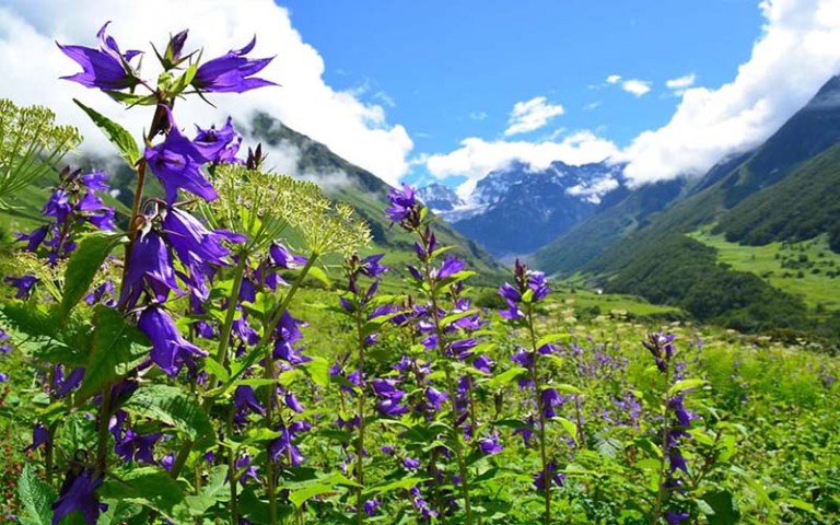 Enchanting Valley of Flowers from #Uttarakhand, India welcomes all lovers of nature to experience it this summer. 

uttarakhandtourism.gov.in/destination/va…

timesofindia.indiatimes.com/travel/travel-…