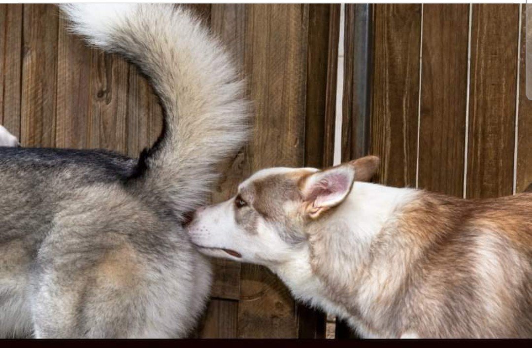 Le saviez-vous ? Un chien reçoit plus d'informations pertinentes, en reniflant le derrière d'un autre, qu'un humain qui regarde TVA nouvelles.