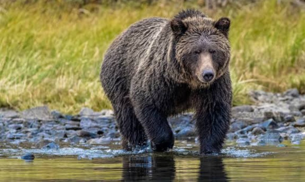 gusholderhaber's tweet image. Bilim insanları duyurdu: "Hayvanlarla konuşmak mümkün olacak".

  (Earth Species Project)