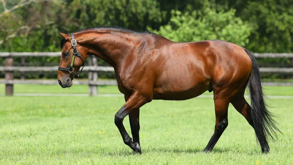 Zarak gelding Arcandi wins his second Group race in the 46th Kronimus Badener Meile. The four-year-old is a homebred for Gestut Ebbesloh and is out of the Country Reel mare Santanna, a half-sister to smart performers Willie The Whipper and Jackfinbar.