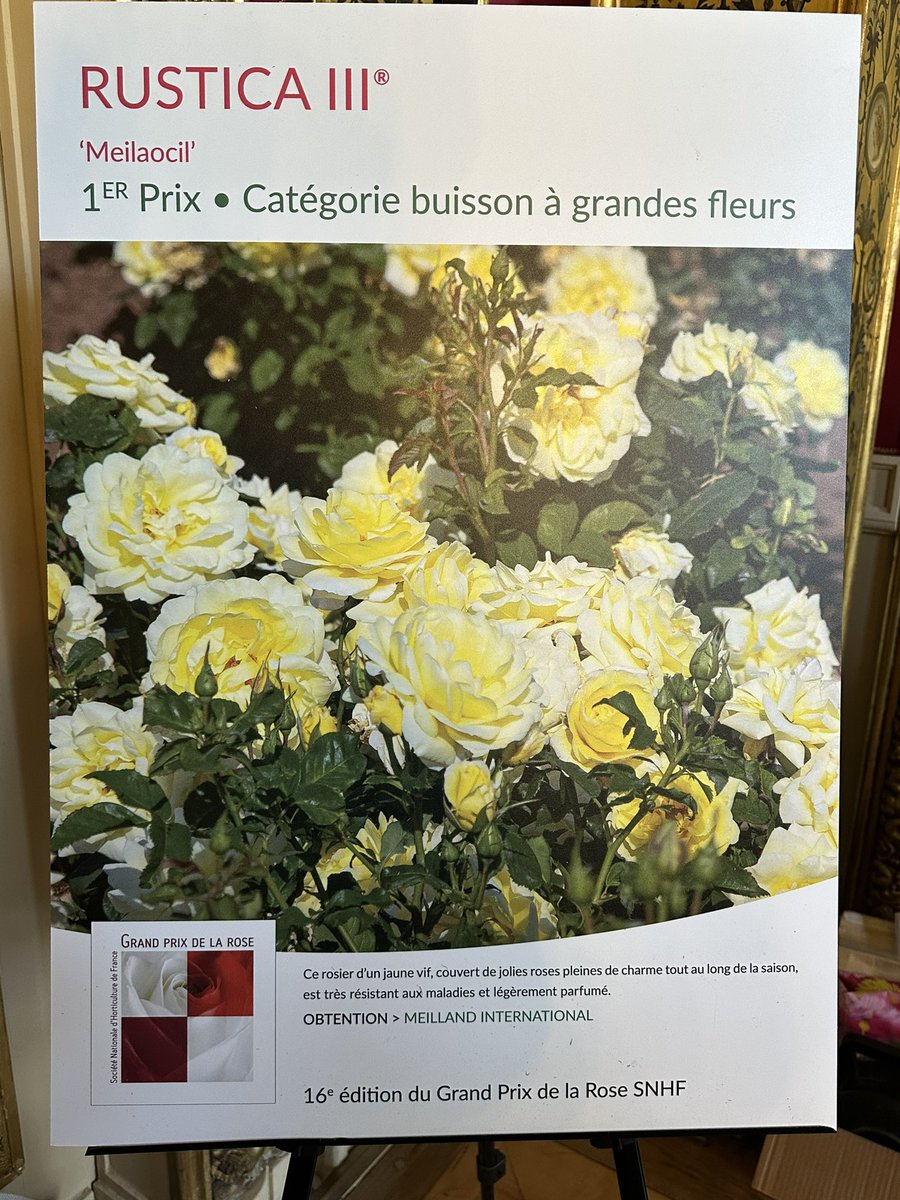 Alain Delavie (@alaindelavie) on Twitter photo Le rosier Rustica III, 1er prix dans la catégorie buisson à grandes fleurs, pour la 16e édition du Grand Prix de la Rose de la SNHF. Obtention Meilland International <a href="/laSNHF/">Société Nationale d'Horticulture de France</a> <a href="/Meilland_Roses/">Matthias MEILLAND</a> Le rosier Rustica III, 1er prix dans la catégorie buisson à grandes fleurs, pour la 16e édition du Grand Prix de la Rose de la SNHF. Obtention Meilland International <a href="/laSNHF/">Société Nationale d'Horticulture de France</a> <a href="/Meilland_Roses/">Matthias MEILLAND</a>