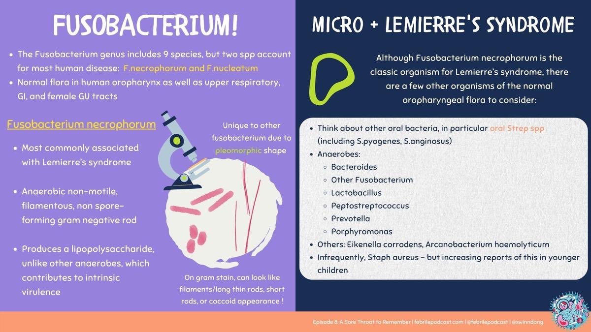 Lemierre Syndrome Oralopharngeal infx ➡️ IJ septic thrombophlebitis Fusobacterium🥇, but also Strep, Staph, Eikenella, & Bacteroides Metastatic sites 🫁: septic emboli, cavitary lesions, effusions/empyema 🦴: septic arthritis (large 🦴s) 🩸: bacteremia, anaerobes grow slowly