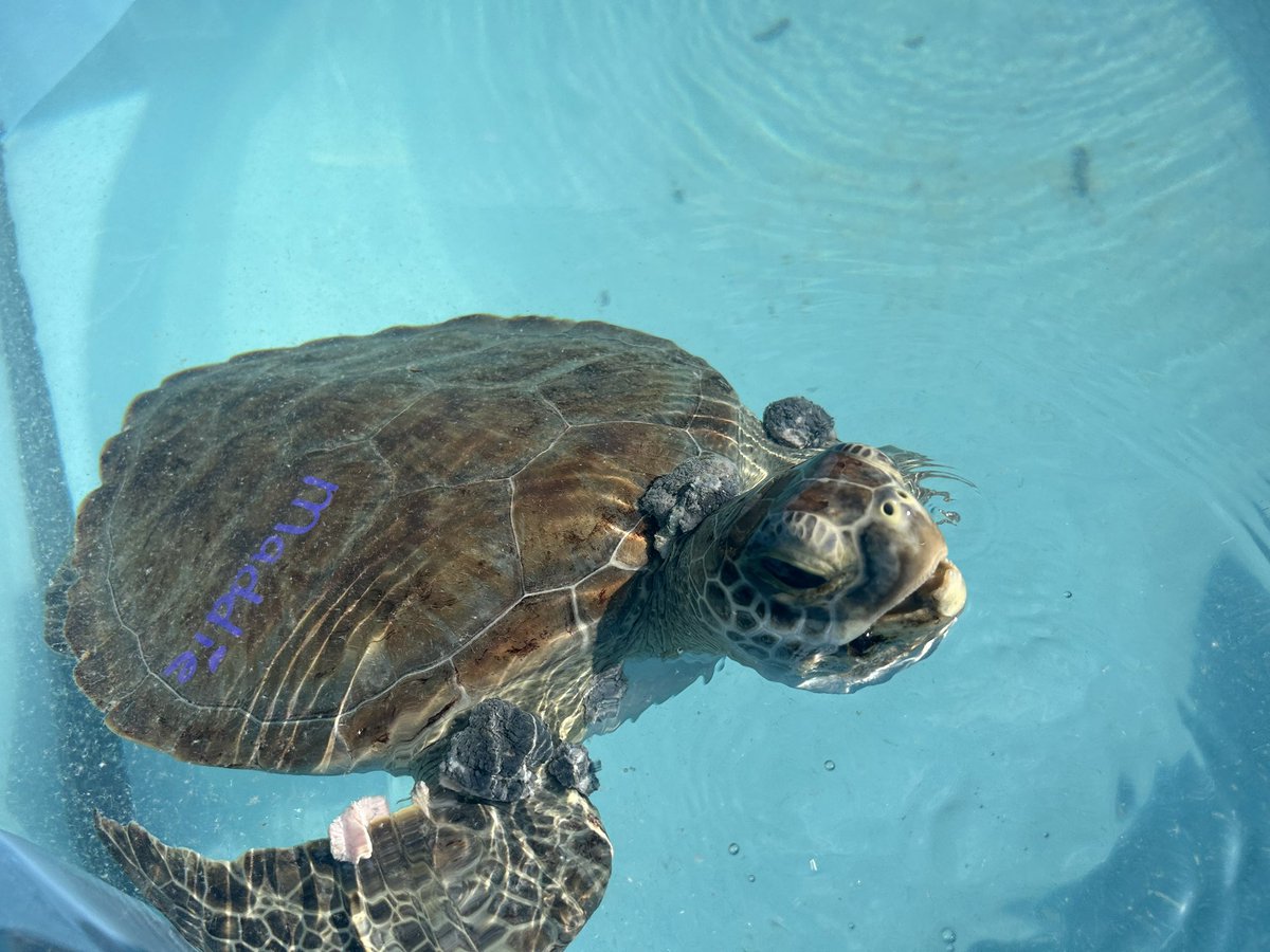 zimmera's tweet photo. Lots of learning and appreciation for all the work of the Turtle Hospital. https://t.co/MAMPB9tZdX