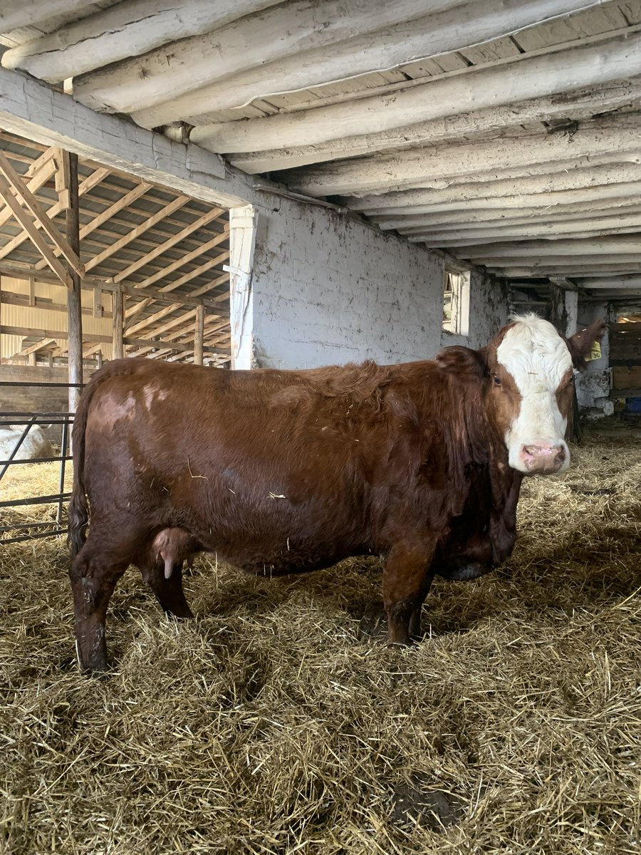 28 July/August calving Red Angus x Simmental cows selling this Saturday at Carson’s (June 1). Strong maternal and performance cows bred to Red Angus Simmental bull. Avg. bull calf weaning weight of 723lbs from herd. davidcarson.on.ca/beef/details.a…