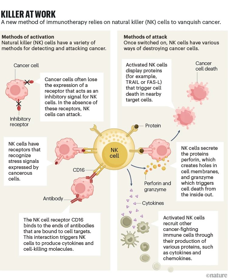 NK-cell therapies are safer than T-cell therapies and offer other advantages but require upgrades to overcome their limited lifespan and susceptibility to immunosuppression @Nature @ImmYounology nature.com/articles/d4158…