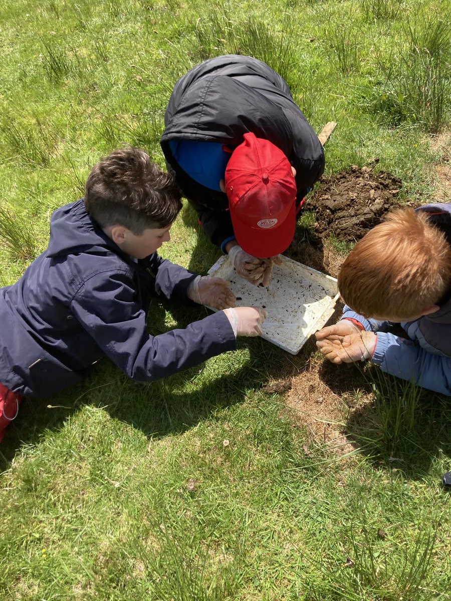 Port Ellen Primary School (@portellenps) on Twitter photo We had a great afternoon in the sunshine with David Wood from <a href="/RSPBScotland/">RSPB Scotland</a> searching for dung beetles in the cow pats, just like the Choughs do!  We even saw them flying to and from their nests.  Islay is one of the only places in Scotland you find them.  #STEM <a href="/EdScotSciences/">ES Sciences Team</a> We had a great afternoon in the sunshine with David Wood from <a href="/RSPBScotland/">RSPB Scotland</a> searching for dung beetles in the cow pats, just like the Choughs do!  We even saw them flying to and from their nests.  Islay is one of the only places in Scotland you find them.  #STEM <a href="/EdScotSciences/">ES Sciences Team</a>