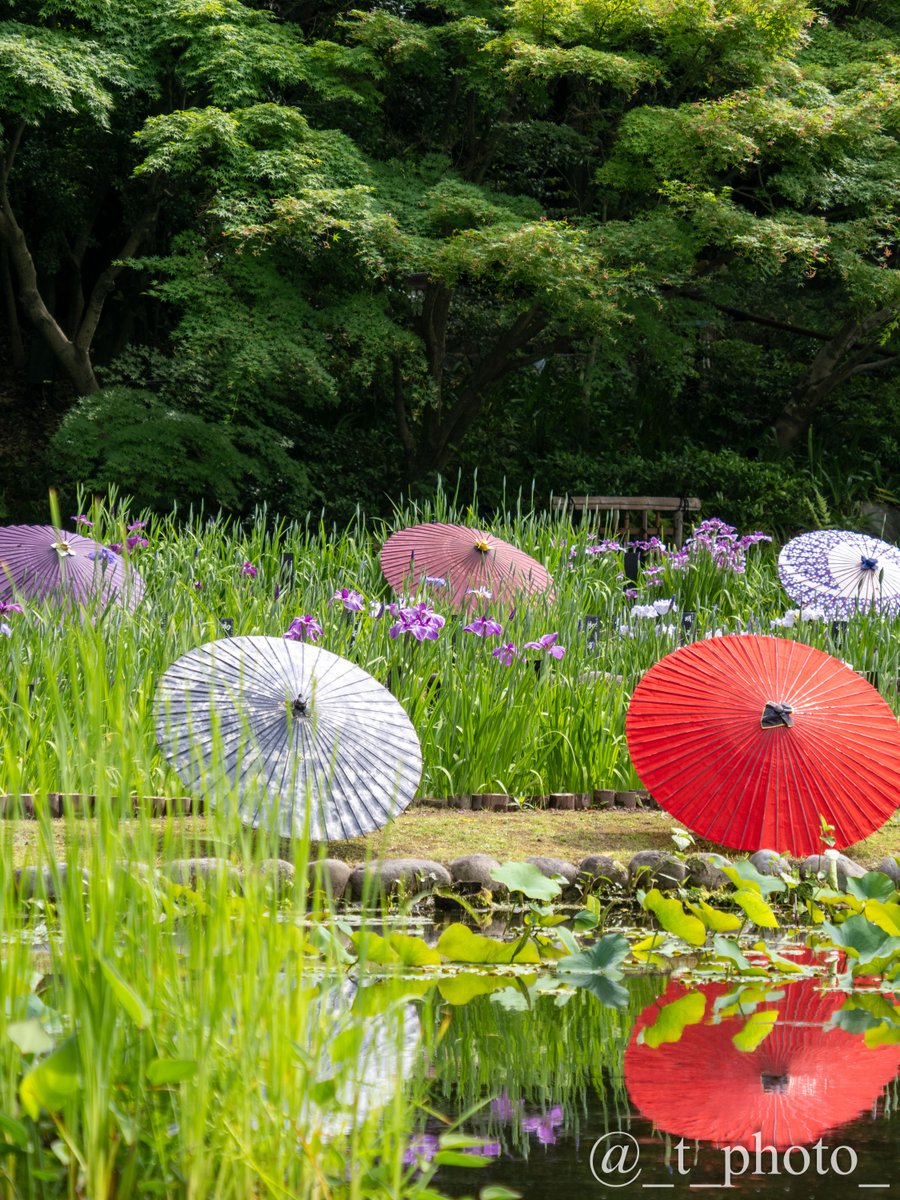 しょうぶと和傘と青紅葉 #徳川園 #リフレクション