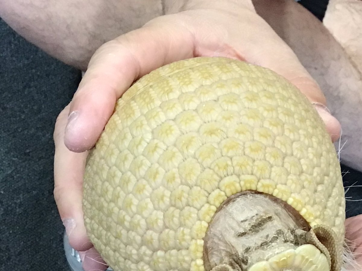 P2 even managed to spot another example of tessellation in nature on the shell of our visiting armadillo! Maths is definitely all around us 🌍