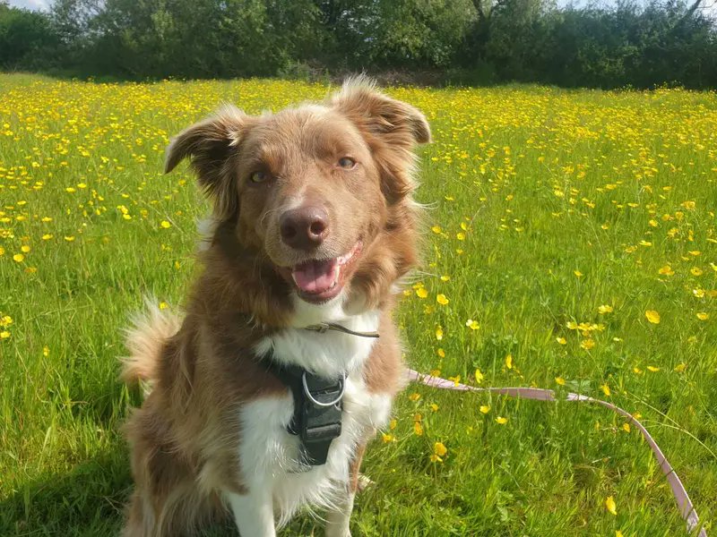 Please retweet to help Ace find a home #EVESHAM #WORCESTERSHIRE #UK AVAILABLE FOR ADOPTION, REGISTERED BRITISH CHARITY, DOGS TRUST✅ Playful Border Collie ahed 4. Ace is looking for an adult home as the only pet with someone that can go on with training and help him build his