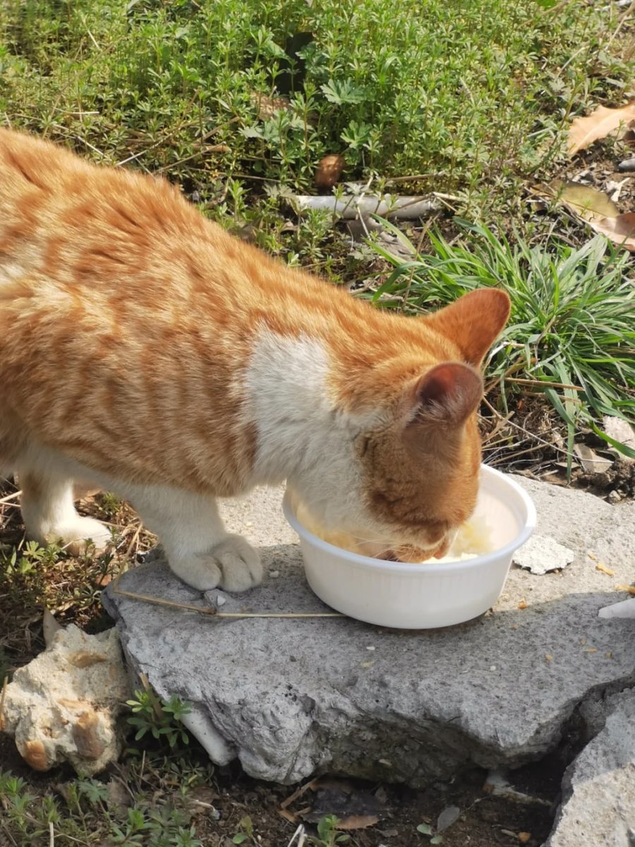 I can't support you all the time, but I pray that you can eat well every now and then.🐱🐱🍛