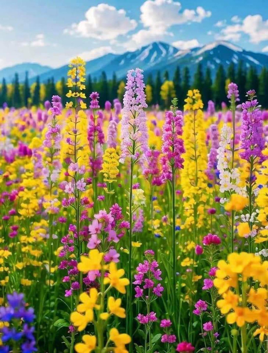 Springtime wild flowers 🩷