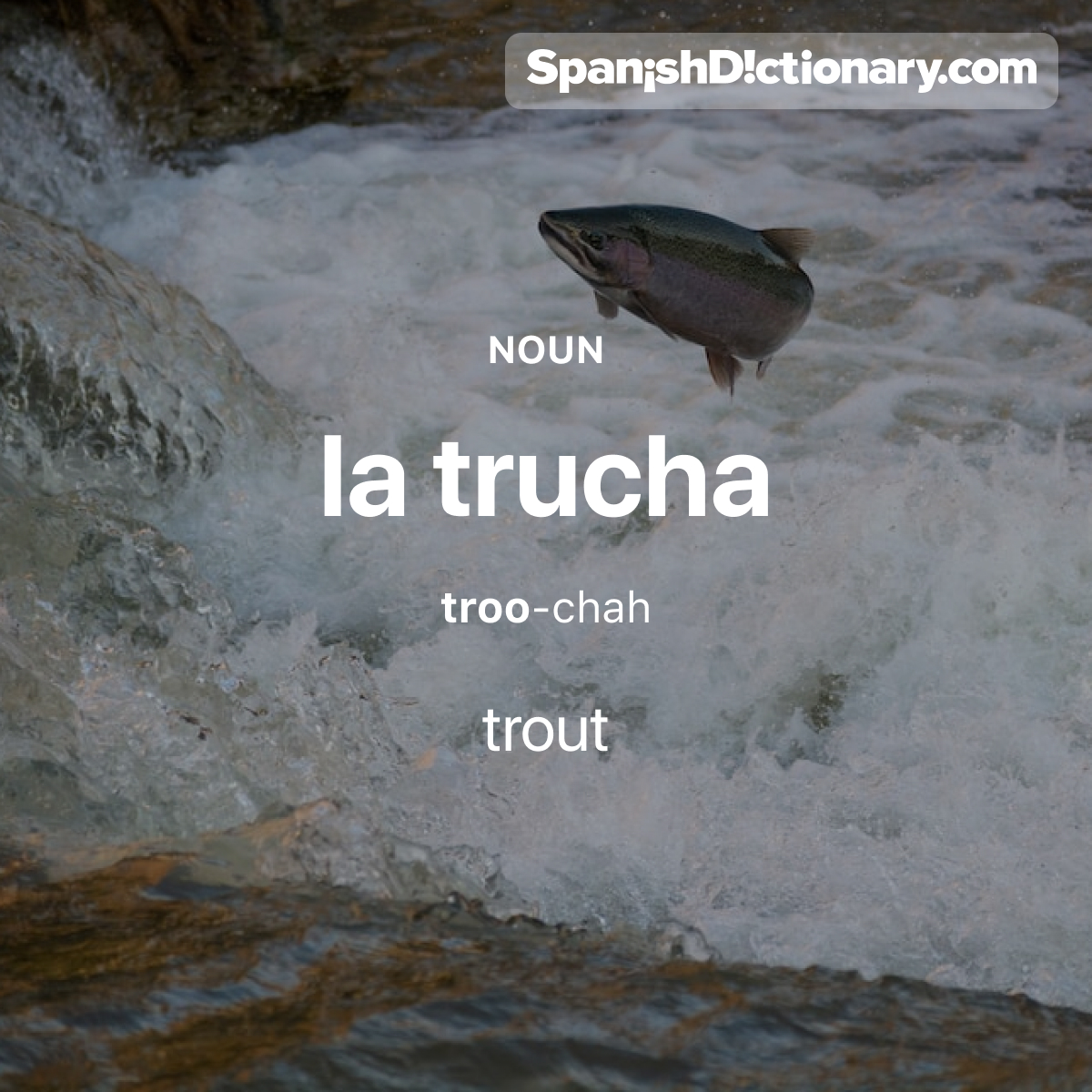 Today's #WordOfTheDay is 'trucha.' 🐟 For example: Las truchas nadan río arriba.  - Trouts swim upstream.
.
.
.
#EstudiaEspañol #StudySpanish #AprendeEspañol #LearnSpanish #Español #Spanish #LearningSpanish #PalabraDelDia #trucha #trout