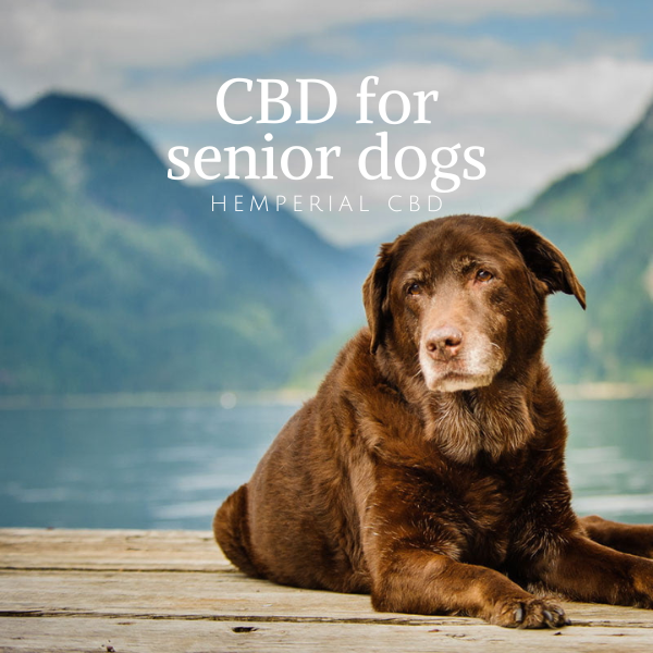 HemperialCBD's tweet photo. CBD for senior dogs
https://t.co/368uwmUlfM https://t.co/M3D3Dm5DMU