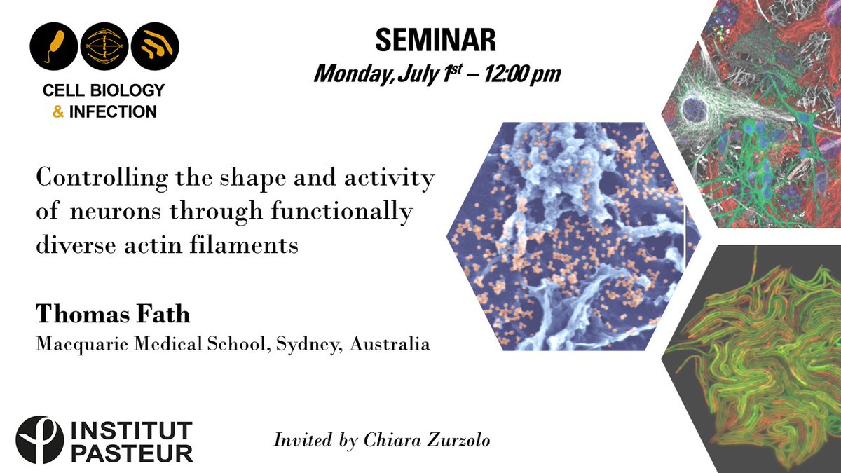 Cell Biology & Infection (@bci_pasteur) on Twitter photo 🔜Next <a href="/BCI_Pasteur/">Cell Biology & Infection</a> seminar next Monday
Thomas Fath from <a href="/MQ_DRC/">MQ Dementia Research Centre</a>
Controlling the shape and activity of neurons through functionally diverse actin filaments
Invited by <a href="/ZurzoloLab/">Zurzolo Lab</a> 🔜Next <a href="/BCI_Pasteur/">Cell Biology & Infection</a> seminar next Monday
Thomas Fath from <a href="/MQ_DRC/">MQ Dementia Research Centre</a>
Controlling the shape and activity of neurons through functionally diverse actin filaments
Invited by <a href="/ZurzoloLab/">Zurzolo Lab</a>