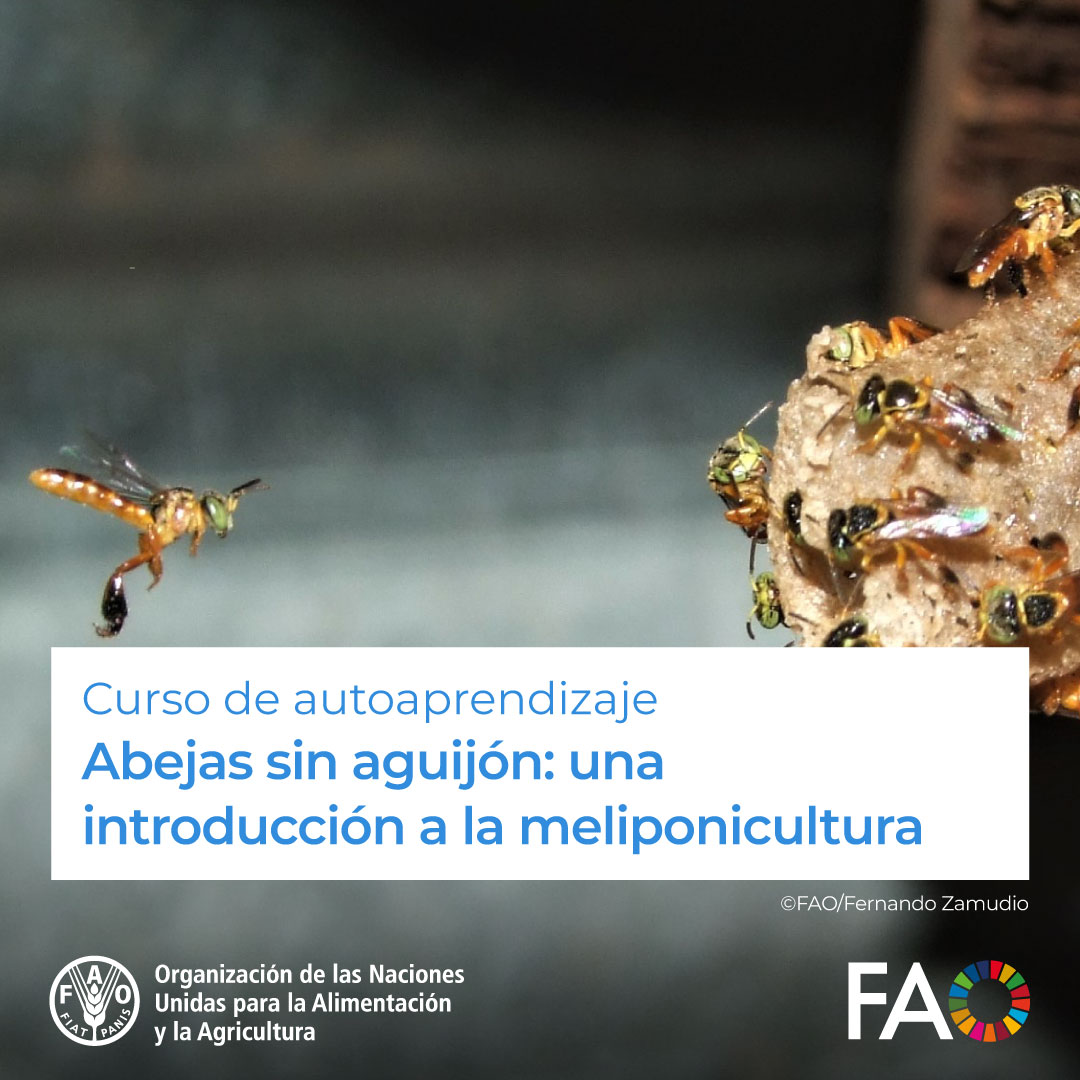 🎓 Curso gratuito en @FAOCampus Abejas sin aguijón: una introducción a la meliponicultura🐝 Aprende sobre las abejas sin aguijón, insectos de vital importancia por su valor productivo, cultural y ambiental ¡Matricúlate! ➡️ ow.ly/JRLG50QmjUW @FAO @FAOAmericas