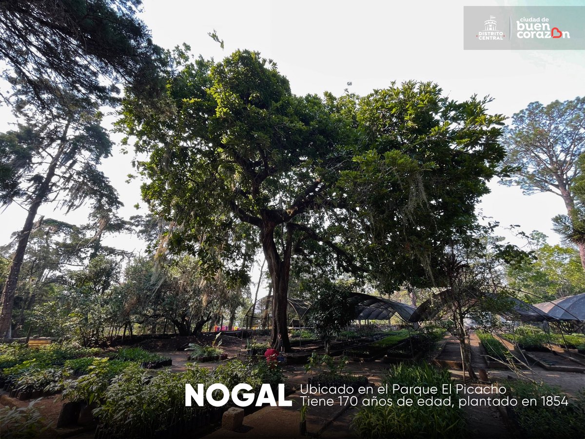 AlcaldiaDCHN's tweet photo. ¿Sabías que...?

En la capital existen árboles con más de 100, 200 y 300 años de existencia. 😳🌱🌳🌲

Cuidemos de estos históricos regalos de la naturaleza.🍃🤗🌿

¿Ya los habías visto? https://t.co/HeV9TwcvTa