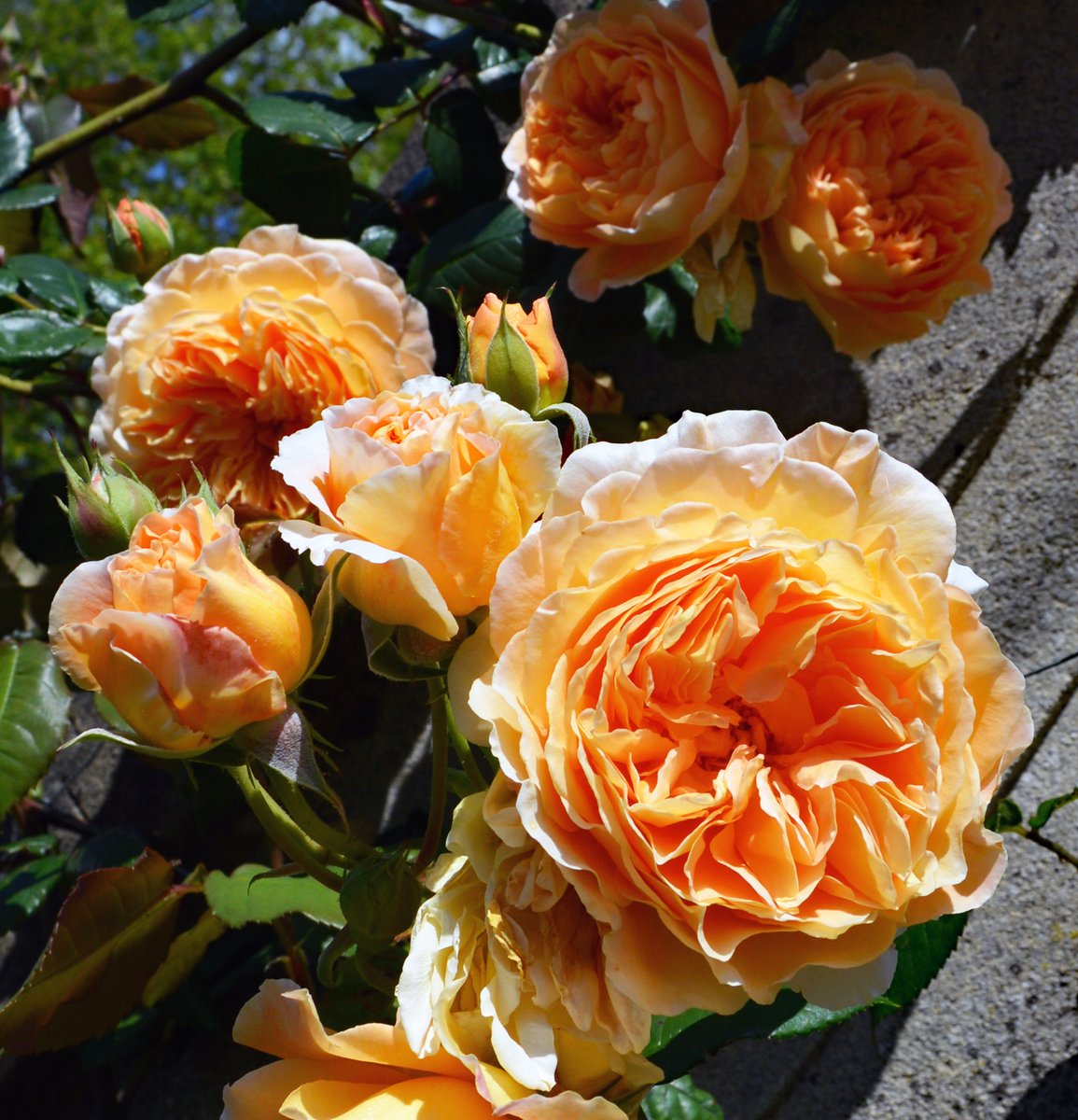 magdalenoxford's tweet photo. Is there anything more beautiful than the smell of old roses on a warm day?
Look away now if you don't want to know the answer...
No
πΈRoses in the herbaceous border #magicmagdalen https://t.co/dSUt1Dq674