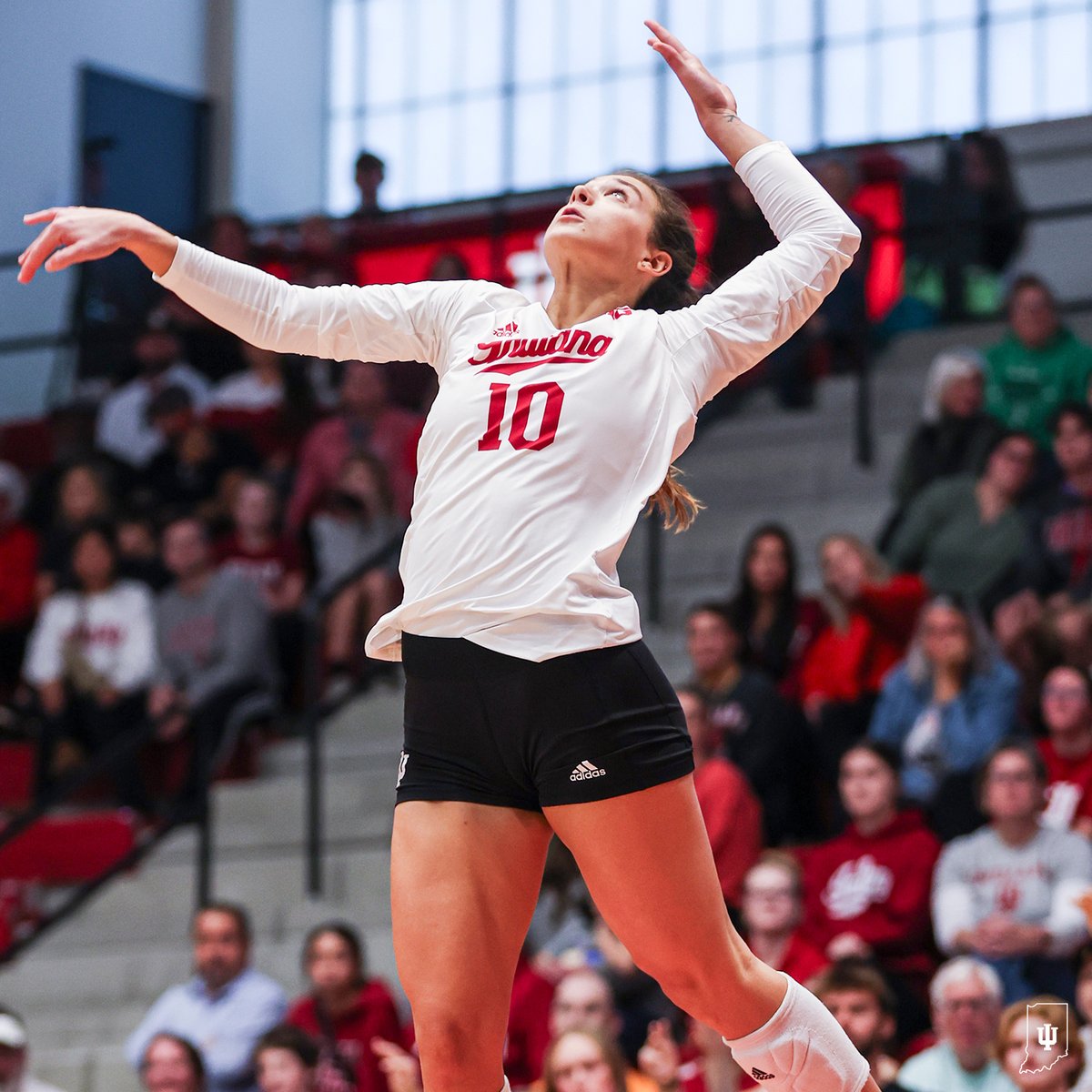 Indiana Volleyball tweet media