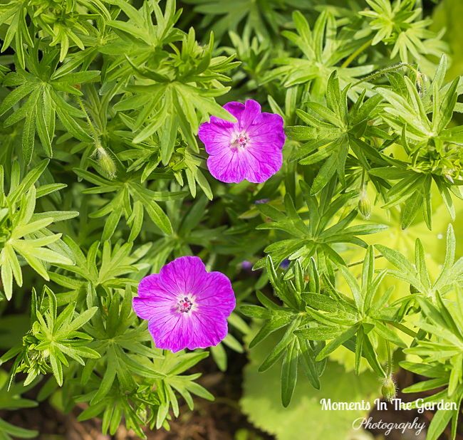 MomentsintheG's tweet photo. End of may blooms. #endofmay #blooms #mygarden #maygarden #perennials #momentsinthegardenphotography https://t.co/LcFUs3Ot1B