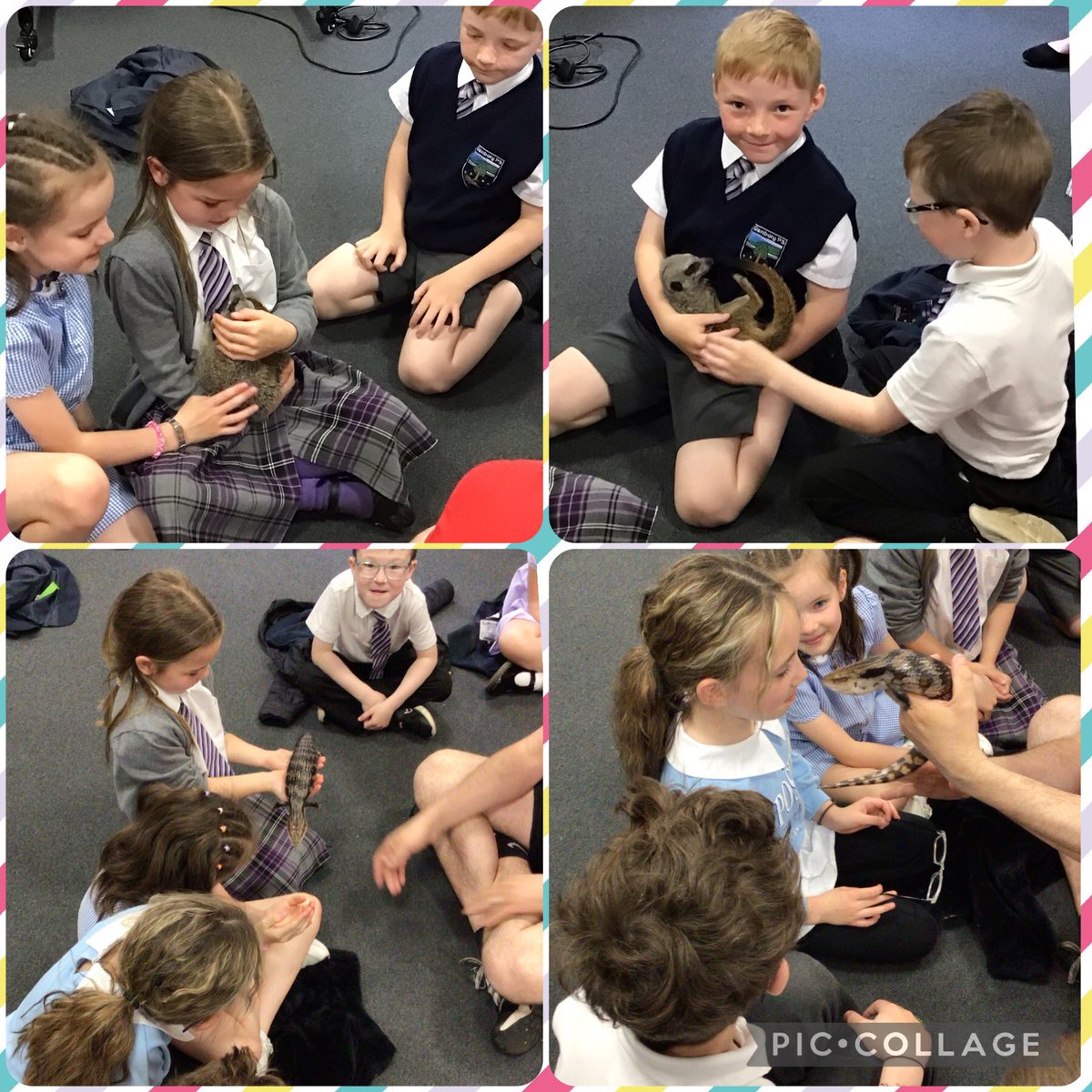Primary 3 had an amazing time with Calum from Cool Creatures this morning. We learned about lots of different animals and then got to hold them, we were so brave! We met an armadillo, a meerkat, a lizard, cockroaches and then a python!!! Wow! 🐍🦎🪳👏