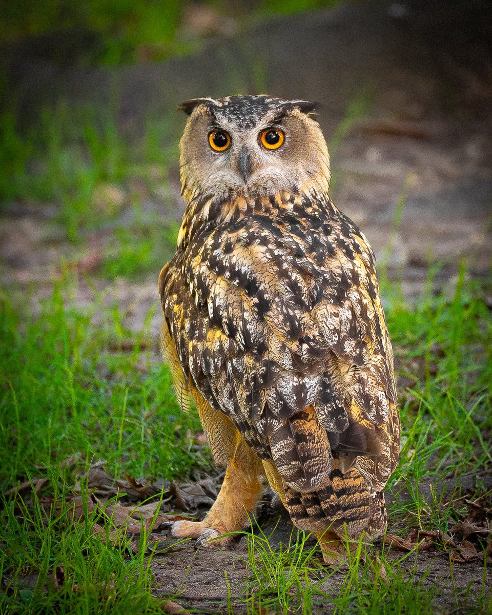 Some news to share: <a href="/jacquelineUWS/">JacquelineUWS</a> and I are creating a Flaco photo book. More below.

Subscribe to our newsletter at flacobook.com for exclusive updates and to be the first to know about pre-orders. Our welcome email has a previously unpublished photo too!

#birdcpp