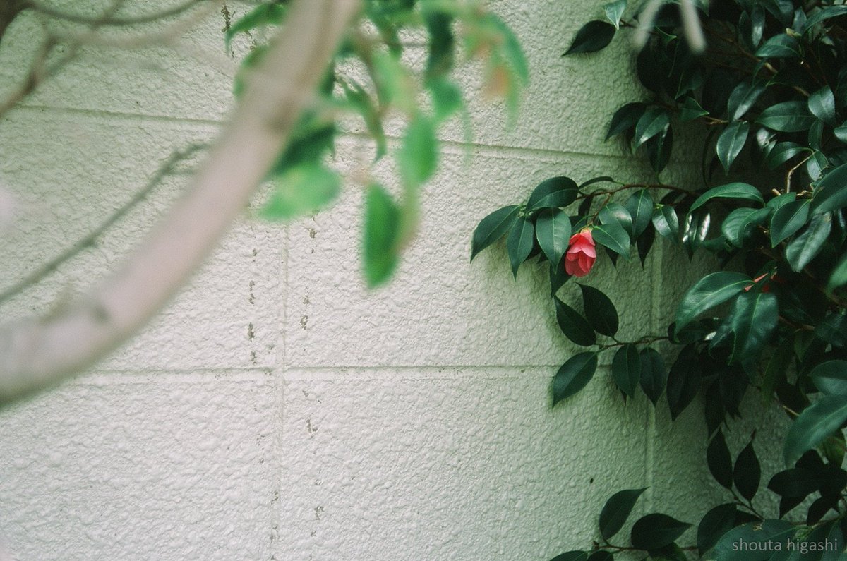 密かに咲くほど寄り添って

地元のイズミヤさんの外の花壇みたいなところ

#ファインダー越しの私の世界 
#フィルム
#ポジフィルム
#リバーサルフィルム
#花