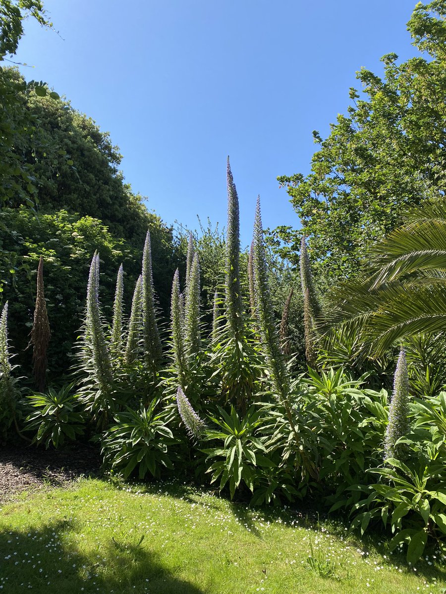 I just took a stroll around our garden! #birdsong #bees #MindfulLiving and the suns out today which makes everything ok 👍 ☀️