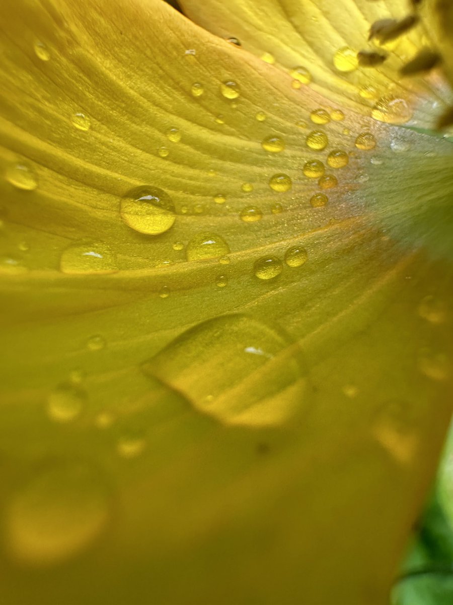 @Sam_Alexandra23 Droplets from around the garden 📸