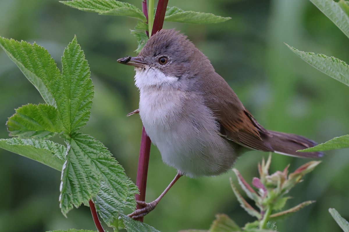 Wheldrake Ings this morning, 2 Cuckoo, 1 Hobby. Plenty of warblers singing, with more Garden Warblers than Blackcaps, Whitethroats feeding young <a href="/LDV_NNR/">LDV NNR</a> <a href="/YorkBirding/">York Birding</a>