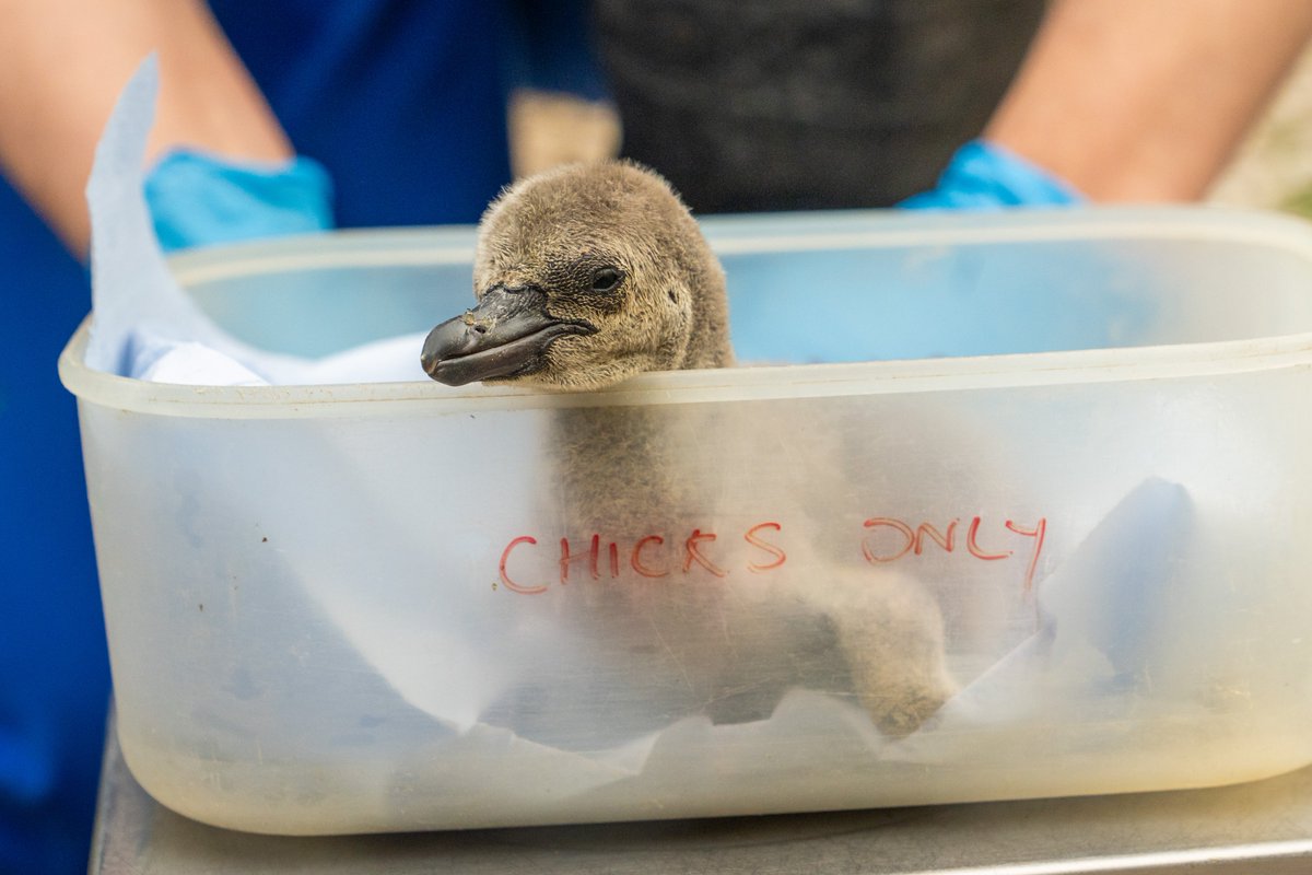 Not one... not two... not three... but ELEVEN penguin chicks have hatched! 🐣🐧

It's the most chicks to hatch at the zoo for more than a DECADE! 🙌

To help keep track of the new arrivals, our bird team chooses a different naming theme each year. This time, the theme is plants -