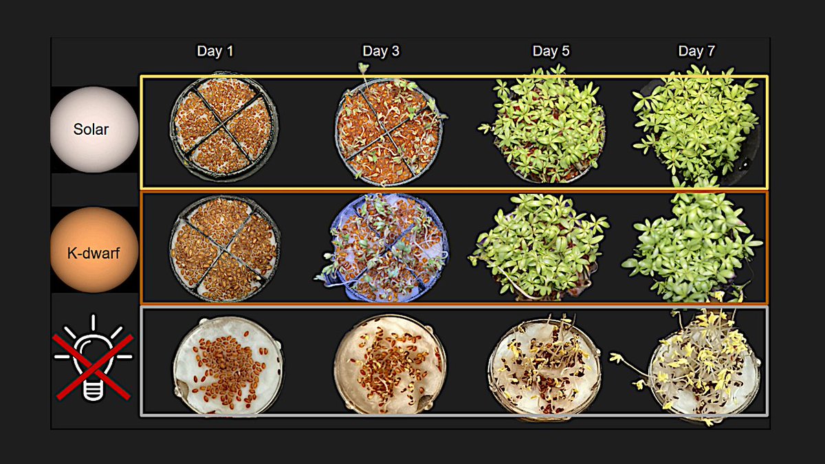 Observation of Significant Photosynthesis in Garden Cress and Cyanobacteria under Simulated Illumination from a K Dwarf Star
astrobiology.com/2024/05/observ… #astrobiology #exoplanet #spacebiology #habitability #AlienEarths #agriculture FYI @KalteneggerLisa