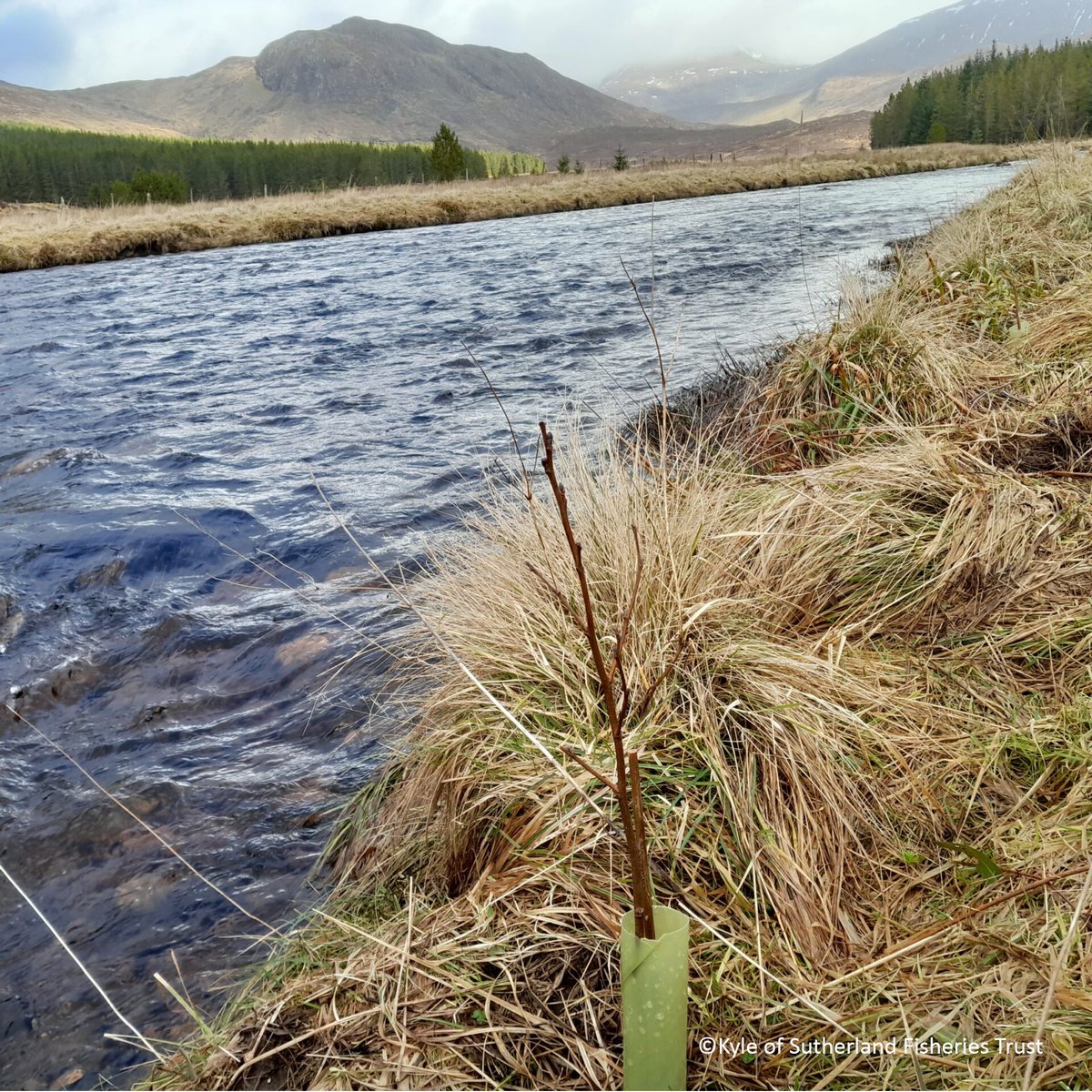 🌳The Riverwoods Blueprint project has completed three ‘shovel-ready’ river woodland planting projects. Each project exemplifies innovative river woodland restoration techniques. 🔗You can read more by following the link below. scottishwildlifetrust.org.uk/news/three-riv…