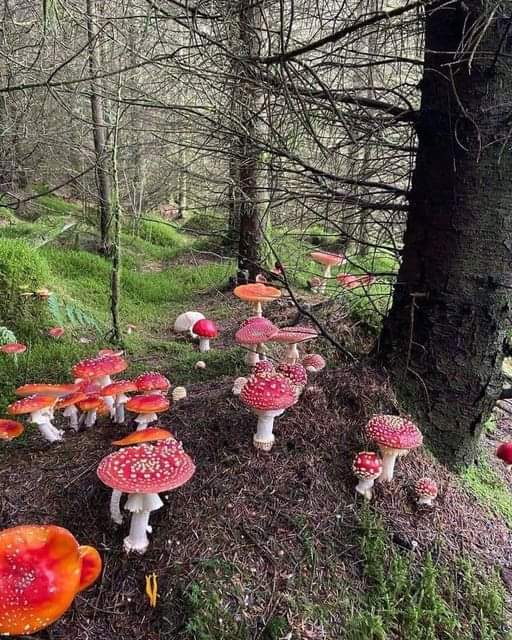 Awesome🍄