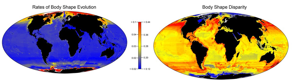 Cold temperate seas, not tropical reefs, are hot spots of body shape diversification for marine fishes.
doi.org/10.1093/evlett…

Now in <a href="/EvolLetters/">Evolution Letters</a> by MD Burns, @sarahtfried, <a href="/damalichthys/">Katherine Corn, PhD</a>, <a href="/OlivierLarouch7/">Olivier Larouche</a>, <a href="/evovert1/">Sam Price</a>, PC Wainwright, and <a href="/cichlidosaurus/">Edward Burress</a>.