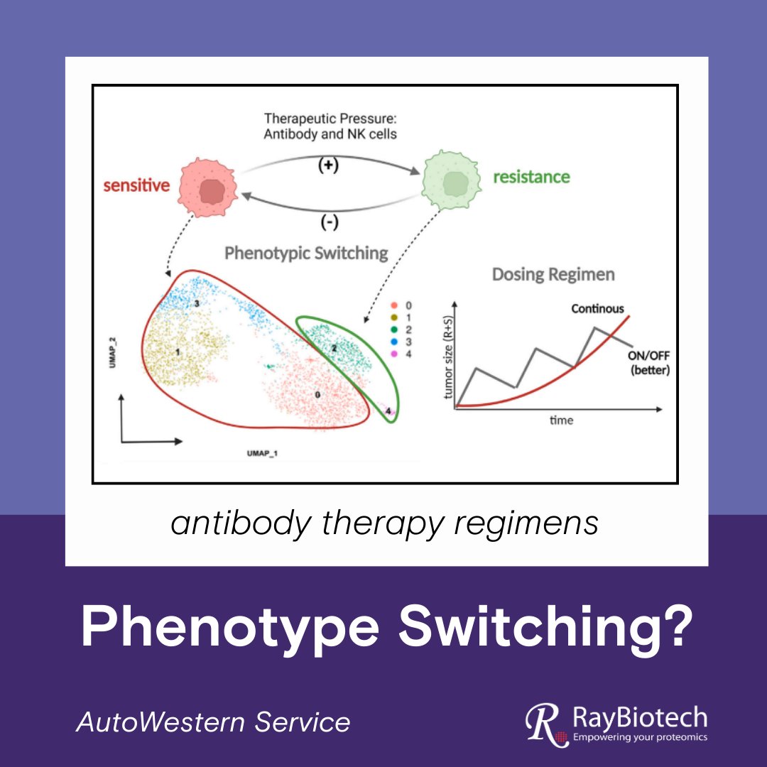 Featured Paper: "Phenotypic switching as a non-genetic mechanism of resistance predicts antibody therapy regimens."
cell.com/iscience/pdf/S…
More information on the AutoWestern Service: raybiotech.com/other-services…