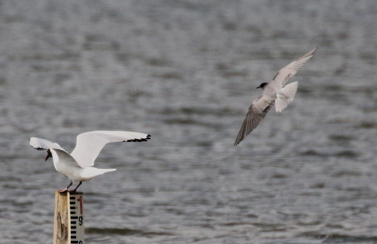 Record shots of a Black Tern at Summer Leys this afternoon, it was resting on the tern raft or near-by post. But kept being dislodged by Black-headed Gulls. #Northantsbirds @bonxie #TwitterNatureCommunity @NatureUK @Natures_Voice