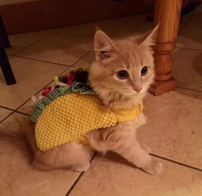 Taco cat