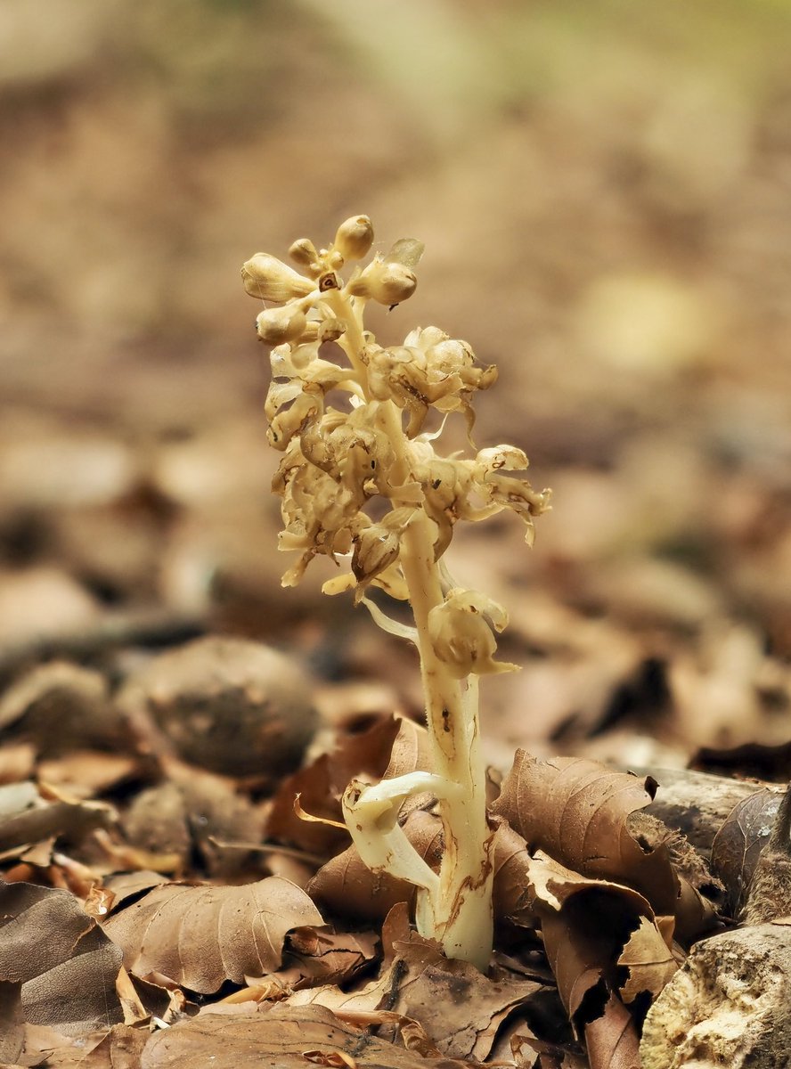 Seven species of orchids seen in a Surrey woodland this morning. Here are four of them:
@SurreyWT @ukorchids 
1.  Greater Butterfly
2. Common Twayblade 
3. Common Spotted
4. Bird's-nest
Also White Helleborine. Broad-leaved and Narrow-lipped Helleborine (not in flower yet).