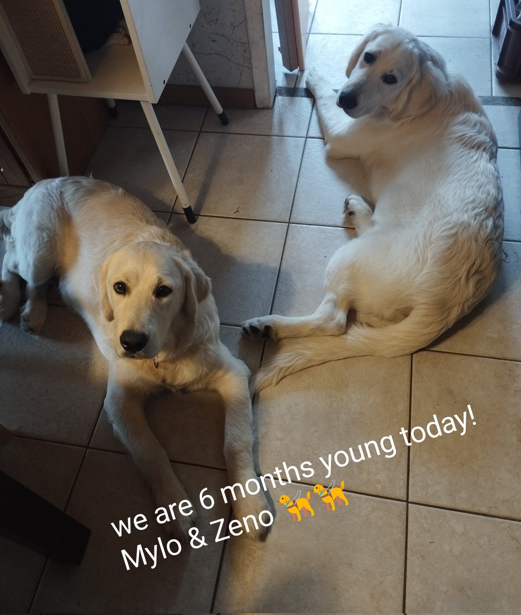 Yay, we are already 6 months old today! 🦮🦮 #puppies #blessthem #goldenretrievers #dogs #brothers #furryfriends #timeflies 🐾🎉 Happy Fursday, everyone!