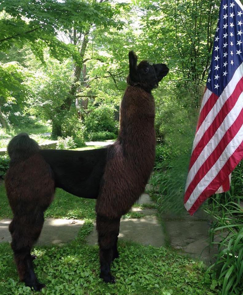 Mitchel70325841's tweet photo. A friends patriotic llama 🇺🇸 https://t.co/x490ukaI5Z