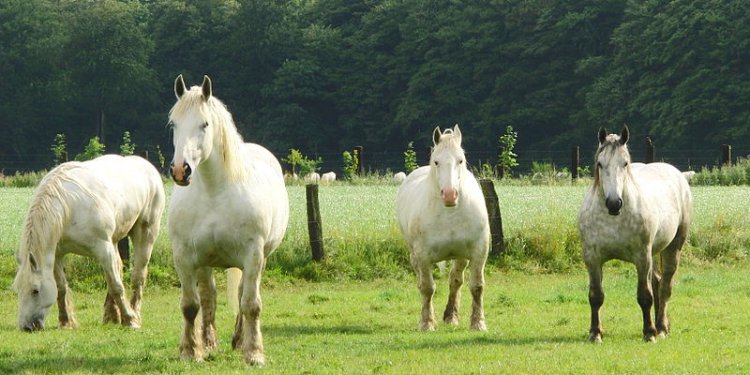 hautsdefrance's tweet photo. #directHDF La Région #hautsdefrance continue de s'engager pour sauvegarder et valoriser les races régionales du cheval Boulonnais et du Trait du Nord.

☑ Subvention accordée au Syndicat d'élevage des chevaux. https://t.co/1z9RaiDSSV