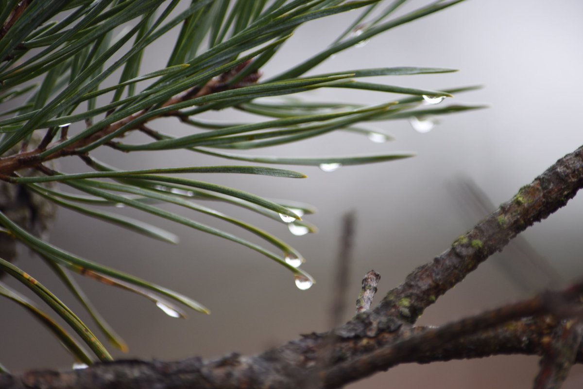 @Sam_Alexandra23 #Raindrops #photography #rain