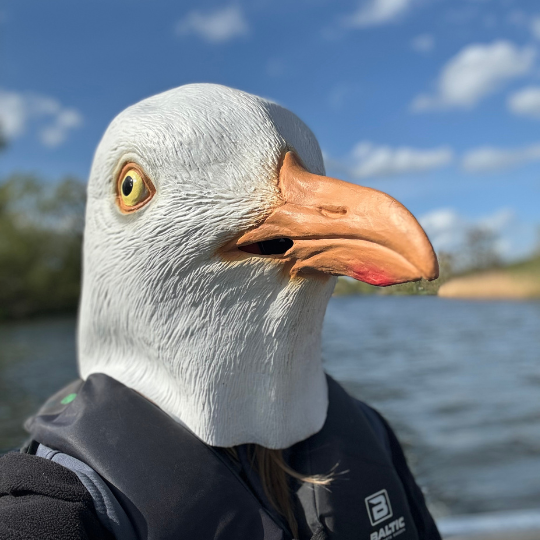 LifeMyriad's tweet photo. You car looks clean... the latest #GavintheGull video is available to view at YouTube now. Enjoy!

https://t.co/4b0PVwKtNH

#seagulls #YouTube https://t.co/U7l1CldbFn