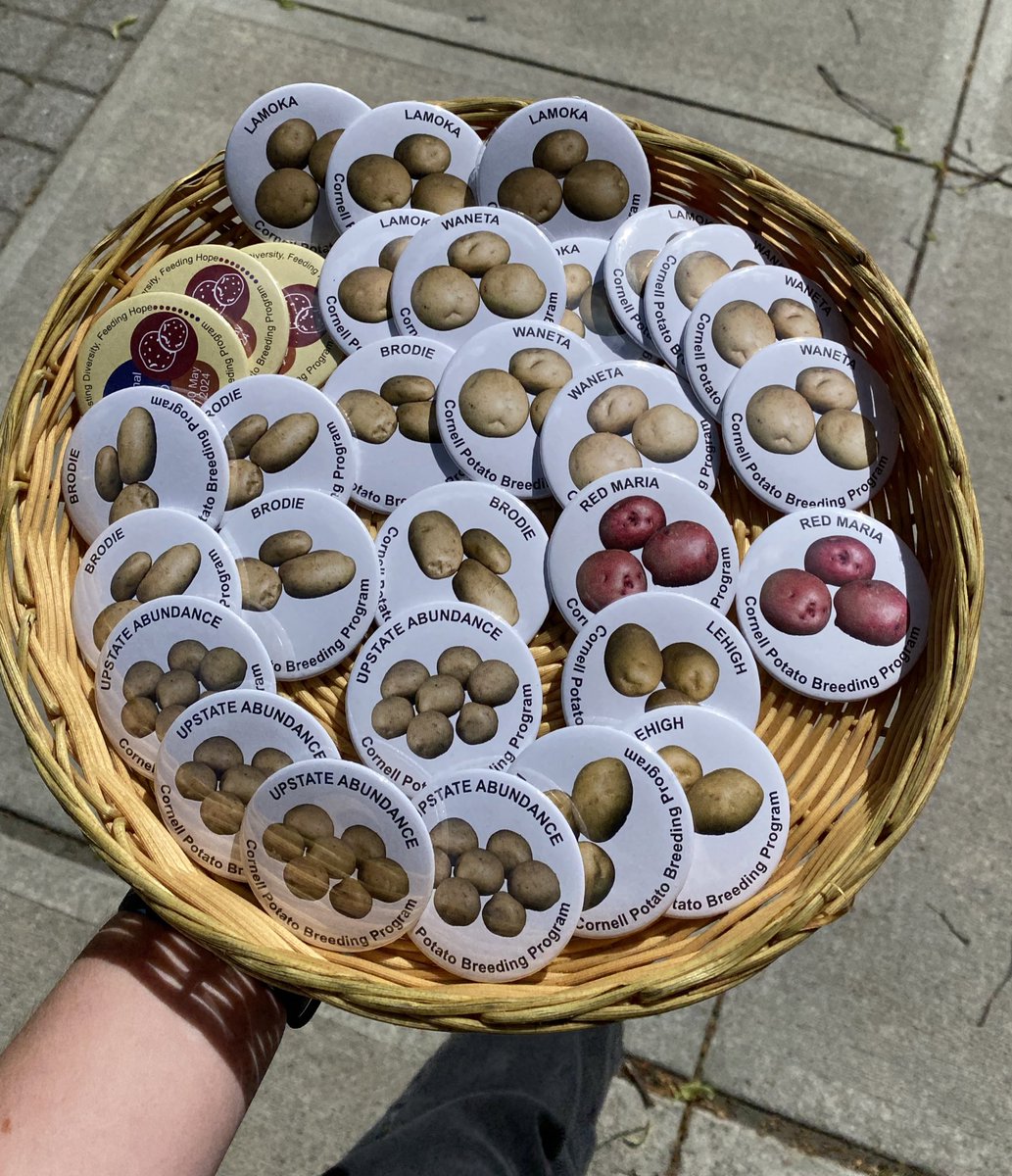 Walking around campus giving away  Cornell cultivar buttons

#InternationalDayOfPotato 
#scicomm #potato #potatoscicomm #potatobreeding #plantbreeding