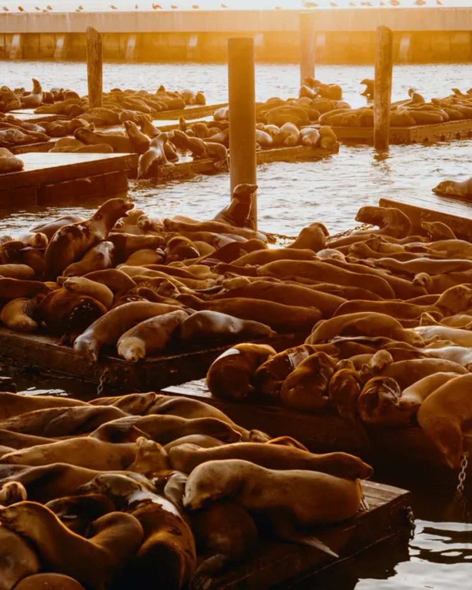 So. Many. Sea lions. This week, sea lion counters (yes, they exist) tallied 2,000 sea lions at @PIER39, trouncing the previous record of 1,400 blubbery beasts. They came for the anchovies, but what’s keeping them here? My latest in the @nytimes: nytimes.com/2024/05/30/us/…
