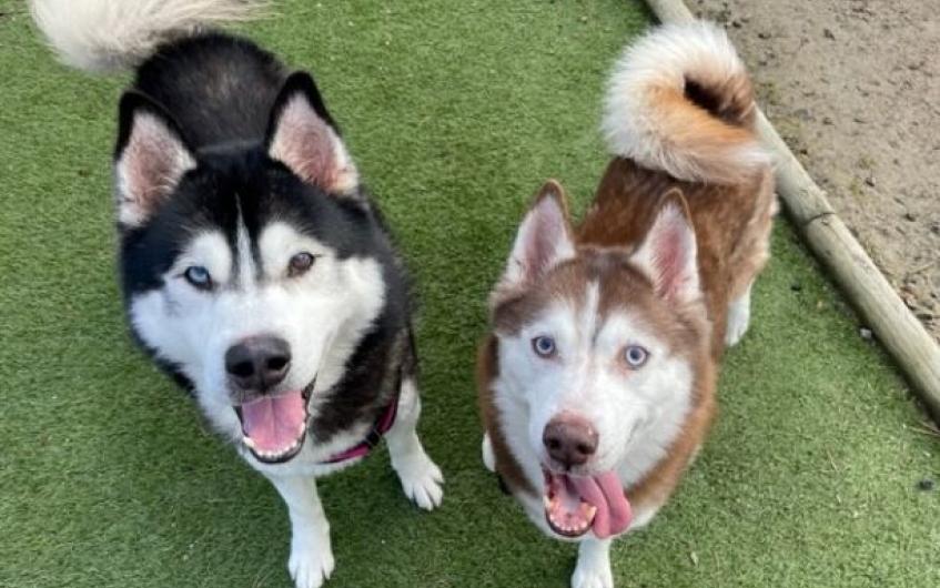 Please retweet to help Apollo and Blue find a home together #ABERDEENSHIRE #SCOTLAND #UK BONDED PAIR, AVAILABLE FOR ADOPTION, REGISTERED BRITISH CHARITY, SSPCA✅ Affectionate Huskies aged 7 and 11. They can live with older children but as they are so bonded will be best as the