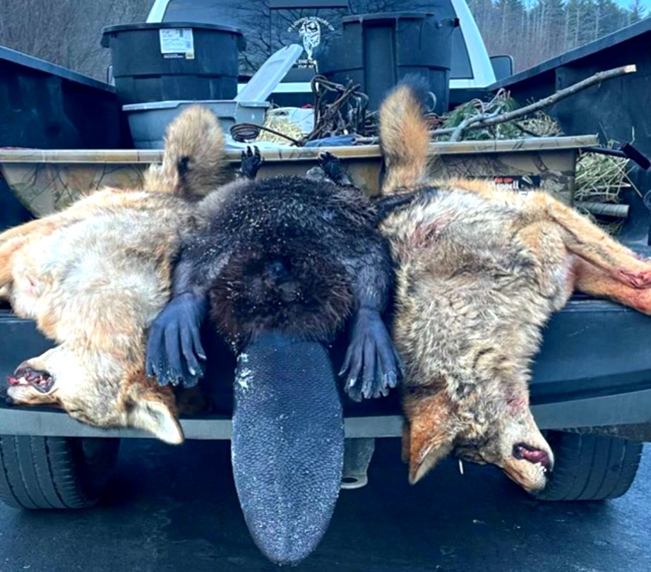 This NH trapper meticulously arranged his victims for the photo. He even made sure the #coyote tails were up. Doing stuff like this smashes that any of this is for 'conservation', but simply thrill-killing instead. 
#CompassionOverKilling #Coexist