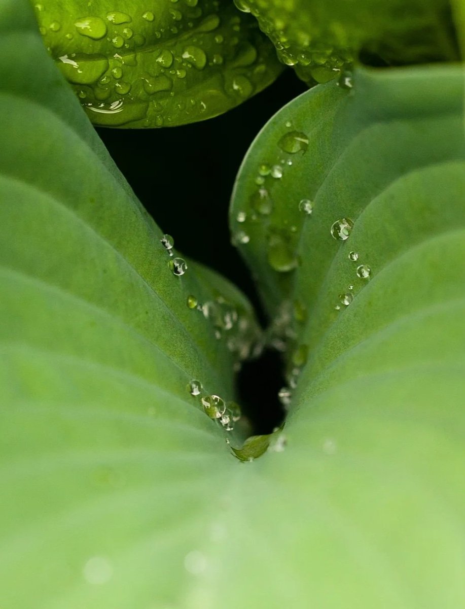 @Sam_Alexandra23 Large hosta leaves are great at capturing raindrops