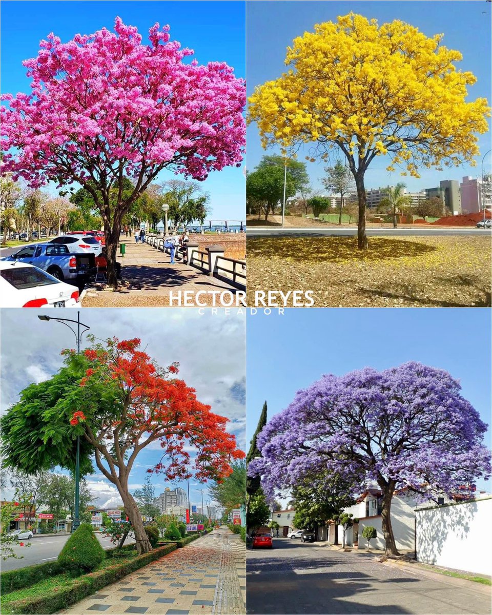 JuventudXTabasc's tweet photo. ¡Imagina las calles de tu comunidad llenas de hermosos árboles! 🌳🏘️😊 https://t.co/lHkjqrh3NO